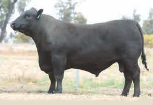 Raff Angus sire